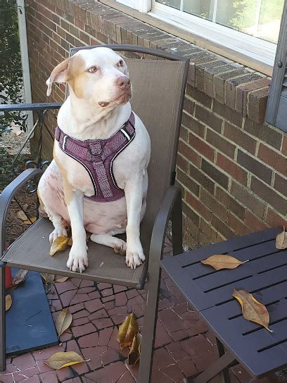the village vets reviews|The Village Vets Westside Reviews, Atlanta, Georgia.